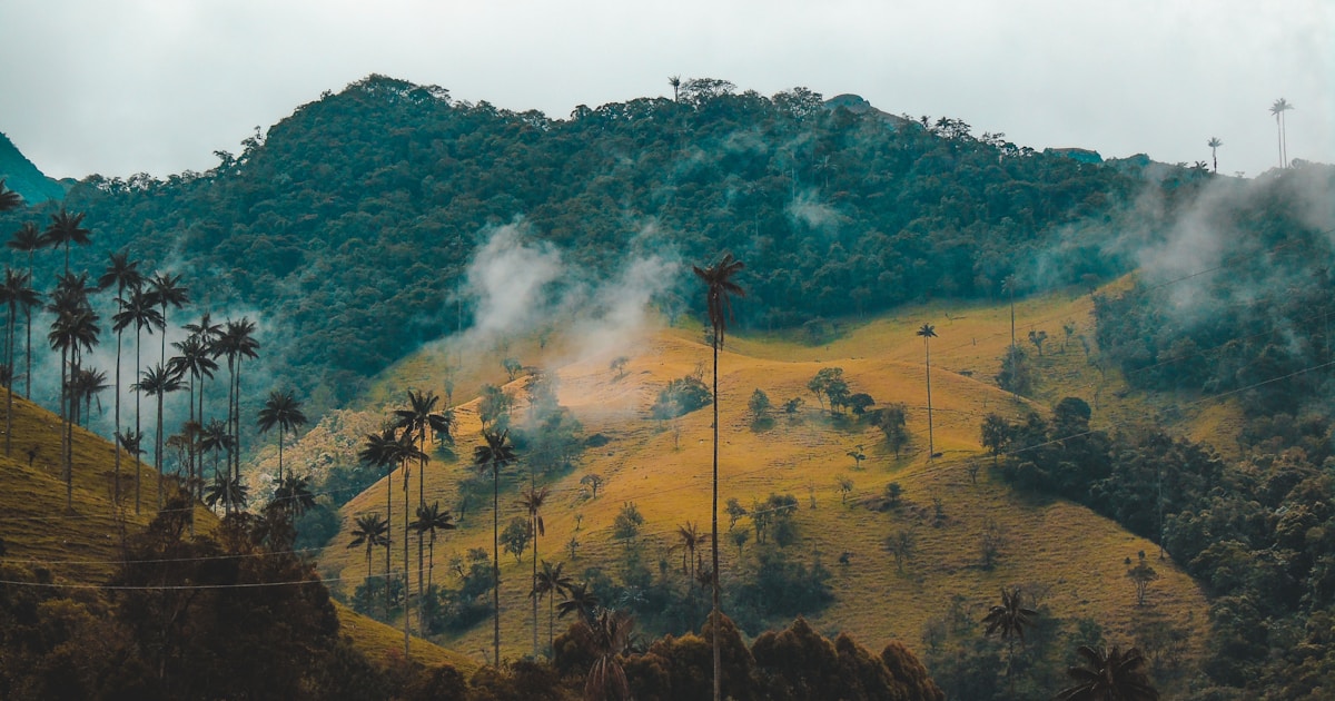 雲林古坑咖啡農的一天：從採收到杯中，一個百年咖啡鄉的堅持與轉型